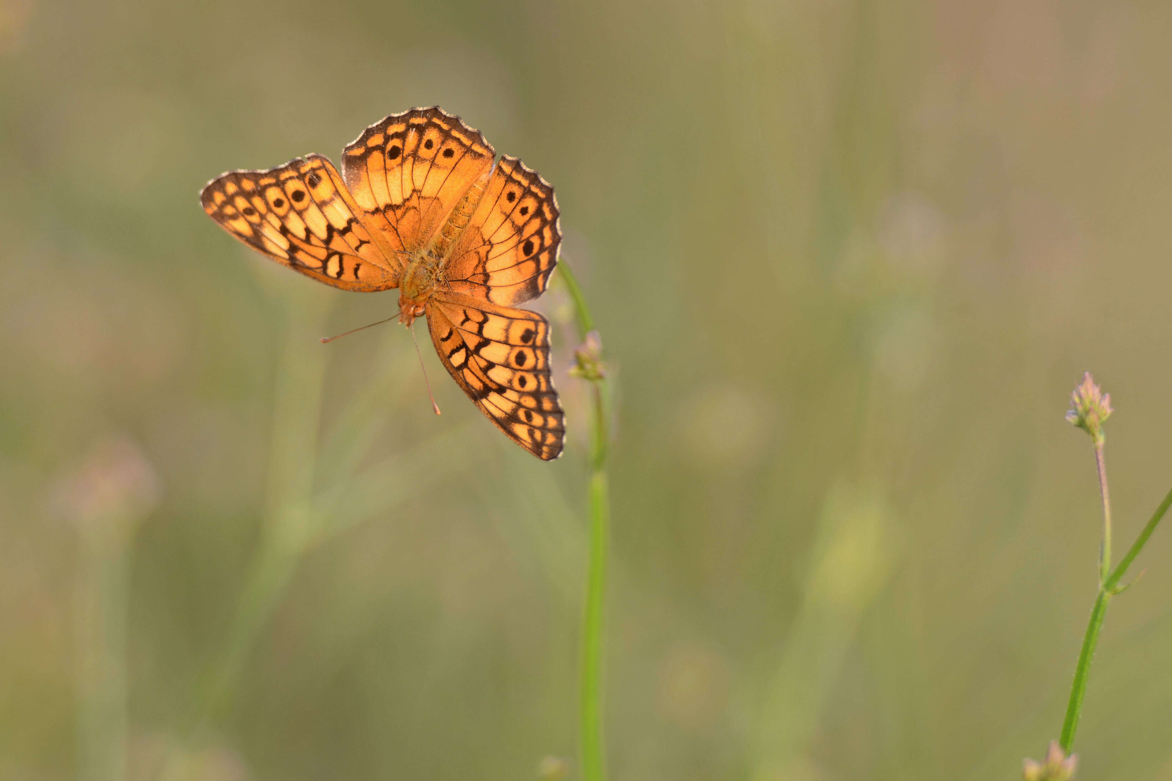 Image of Variegated Fritillary