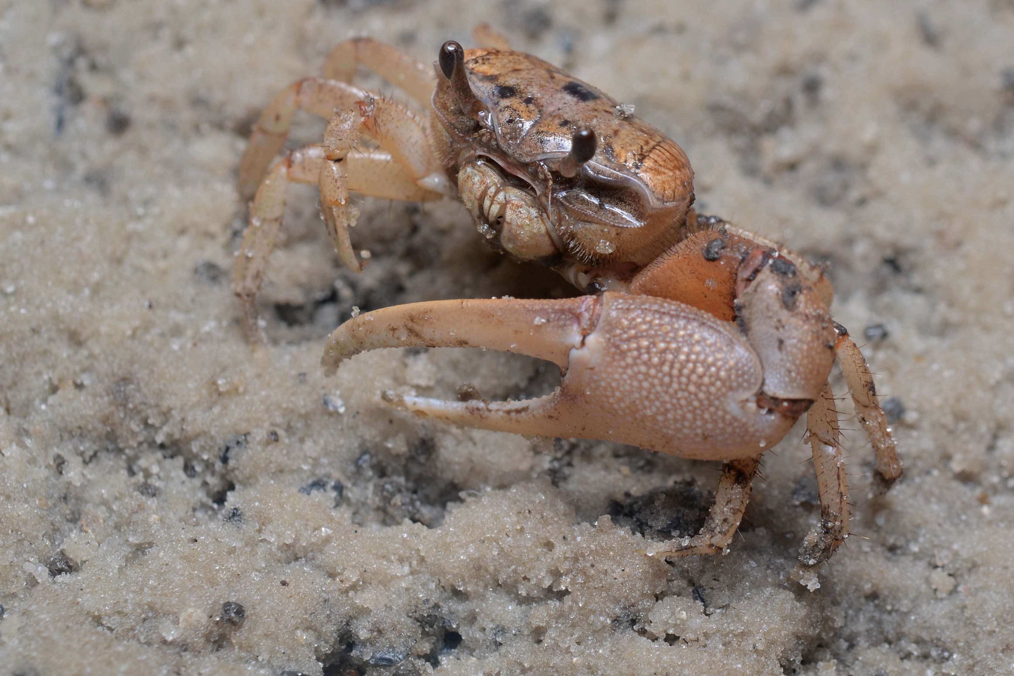 Image of Atlantic sand fiddler