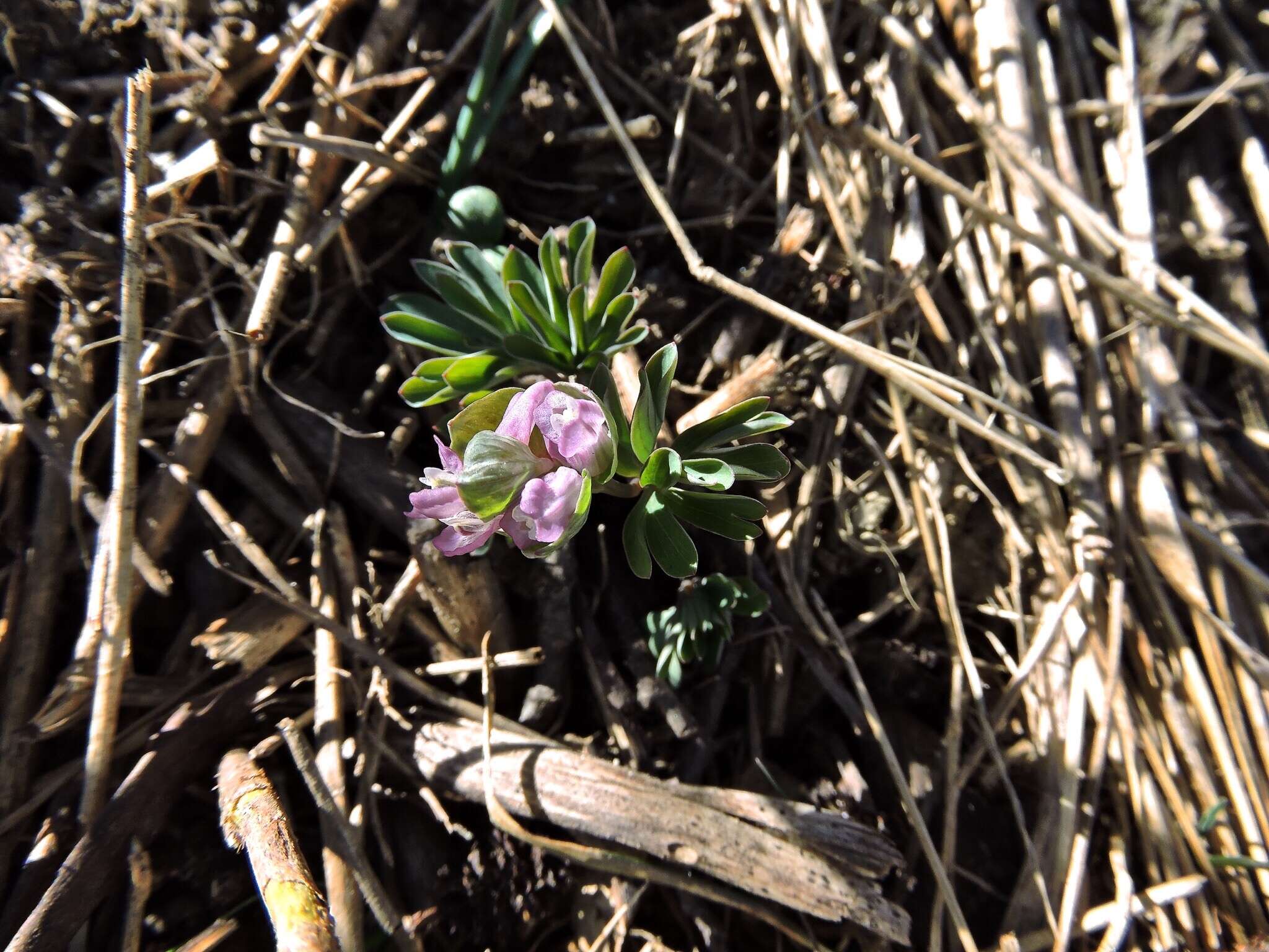 Image de Corydalis intermedia (L.) Merat