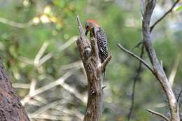 Image of Red-bellied Woodpecker