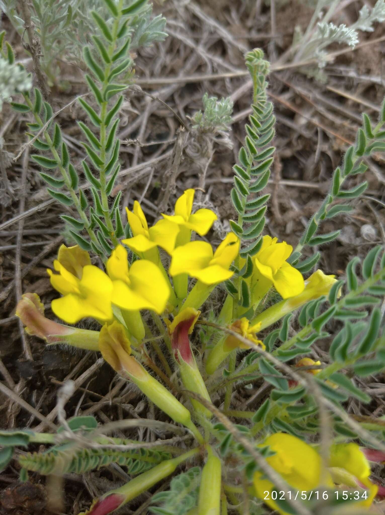 صورة Astragalus buchtormensis Pall.