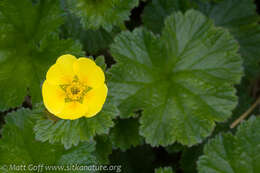 Image of Caltha-Leaf Avens