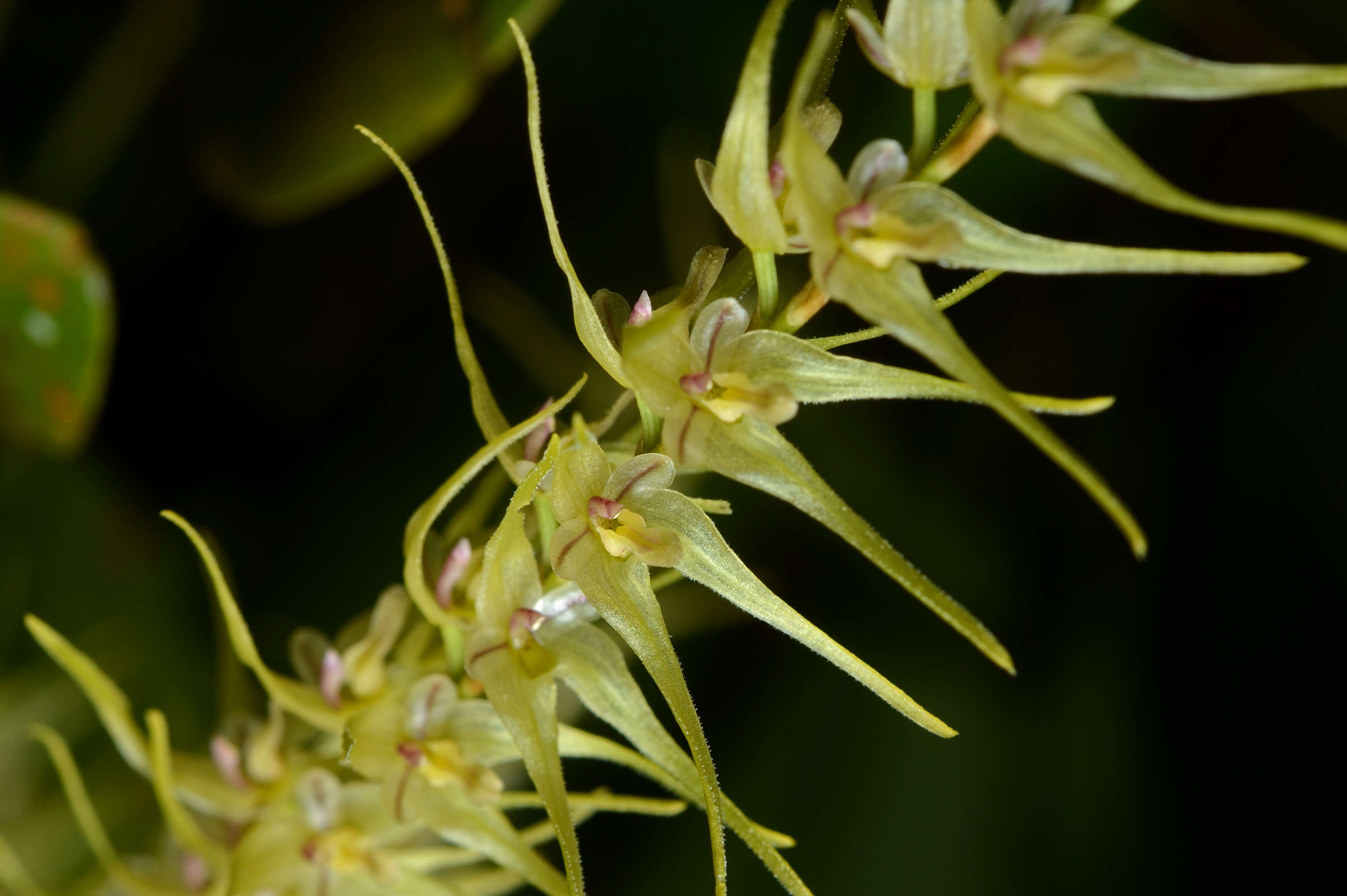 Image of Bonnet orchids