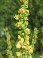 Verbascum nigrum L. resmi