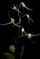 Image of Bonnet orchids