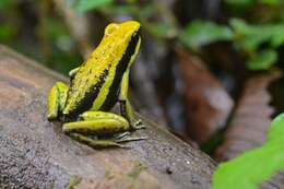 Image of Pleasing Poison Frog