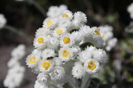 Helichrysum fruticans (L.) D. Don resmi