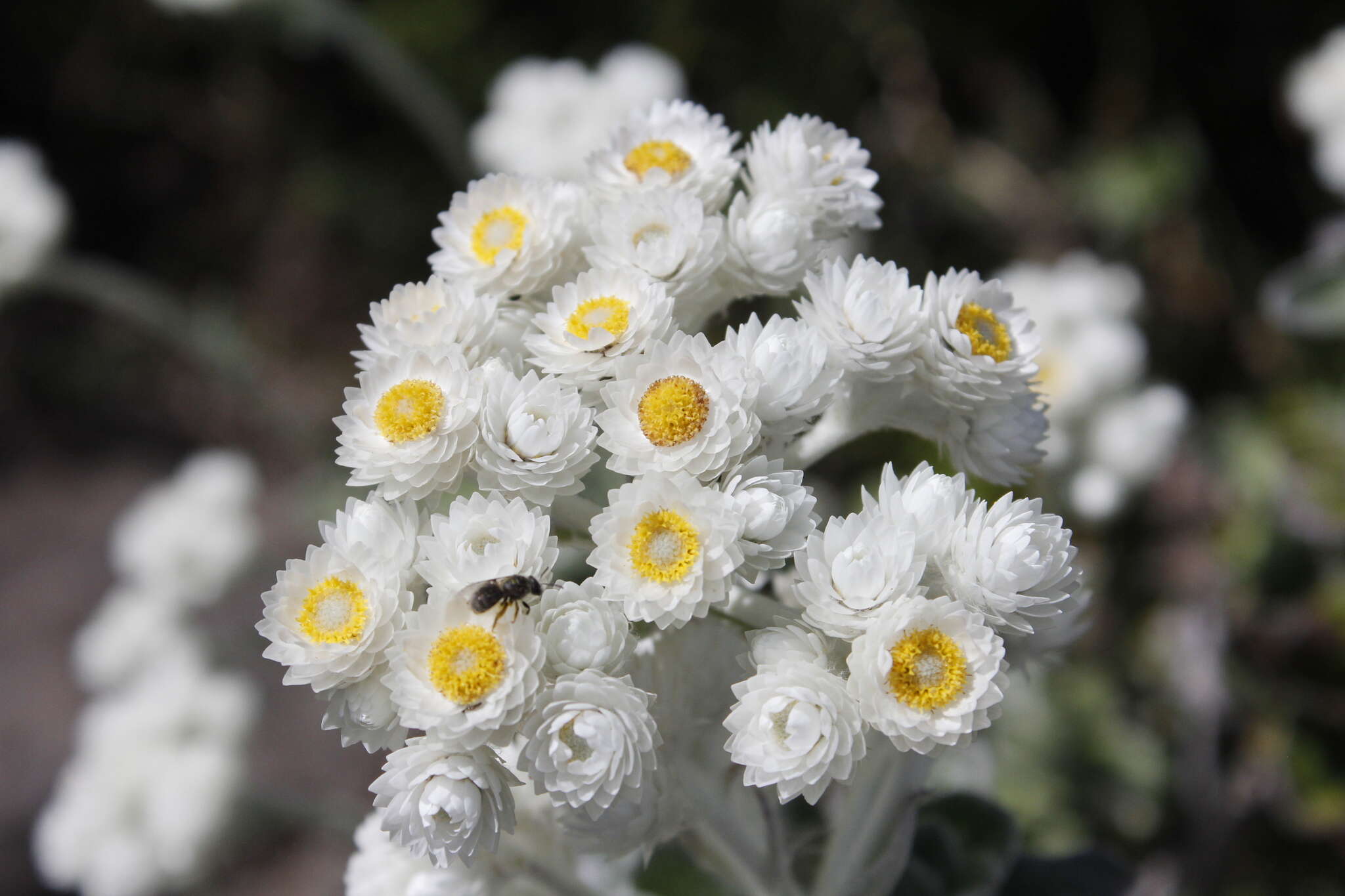 Helichrysum fruticans (L.) D. Don resmi