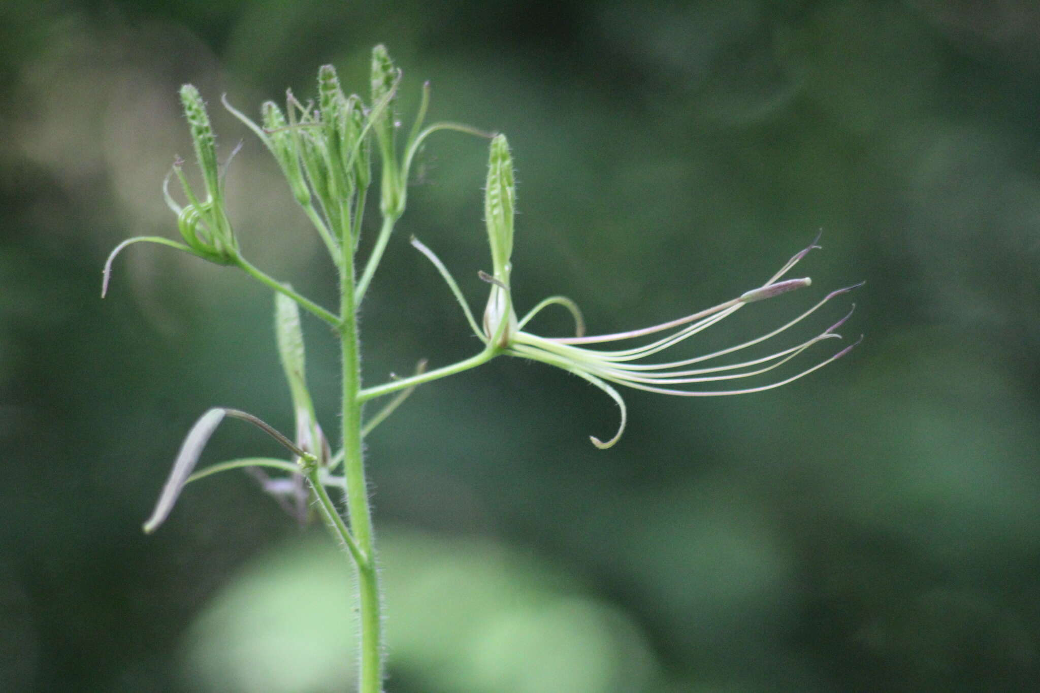 Image of Melidiscus