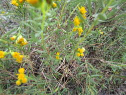 Image of Drummond's goldenbush