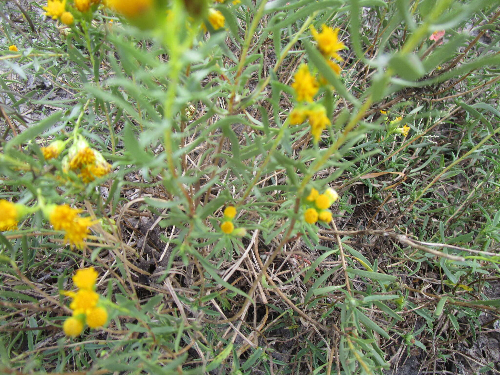 Image of Drummond's goldenbush