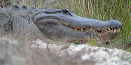 Image of alligators