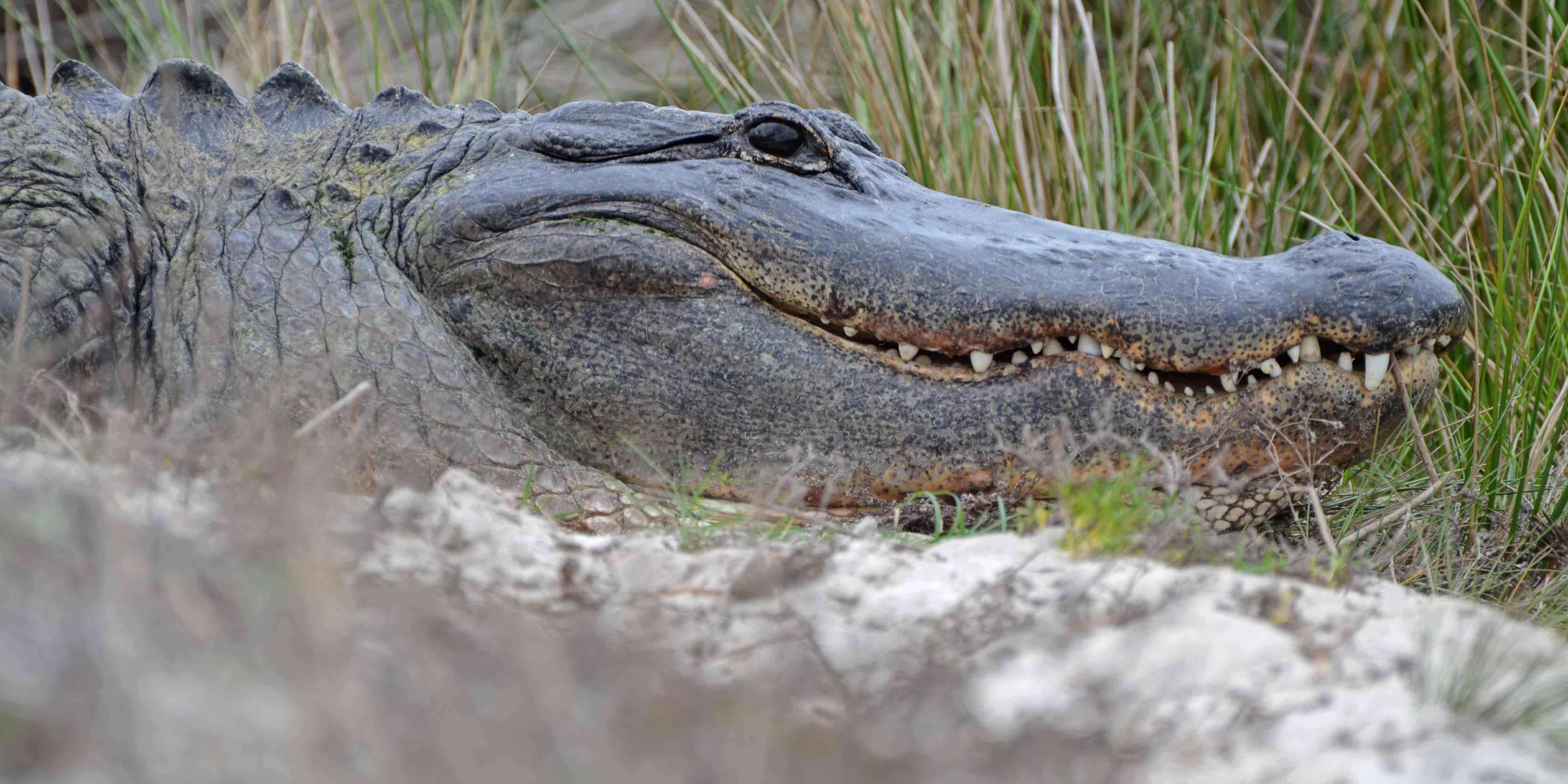 Image of alligators