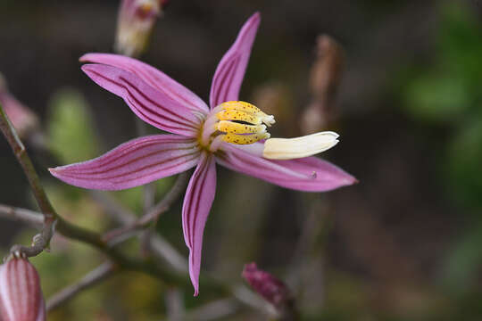 Image of Cyanella lutea subsp. rosea (Eckl. ex Baker) J. C. Manning & Goldblatt