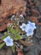 Image de Cynoglossum borbonicum (Lam.) Bory