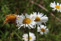 Plancia ëd Erigeron galeottii (Hemsl.) Greene