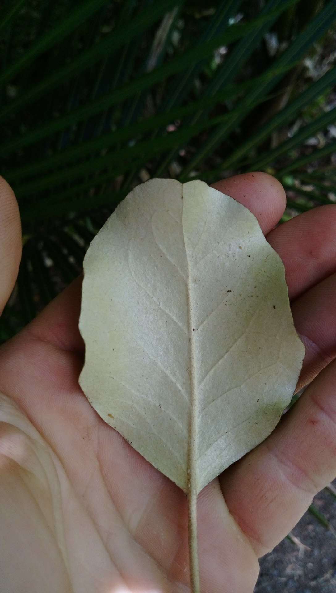 Olearia furfuracea (A. Rich. & Lesson) Hook. fil. resmi