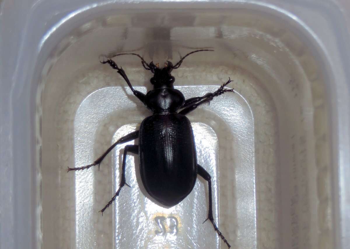 Imagem de Calosoma (Carabosoma) marginale Casey 1897