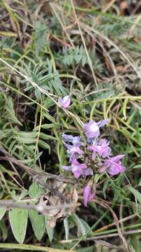 Image of Oxytropis coerulea (Pall.) DC.