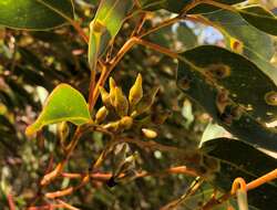 Image of Red Mallee