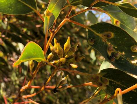 Image of Red Mallee