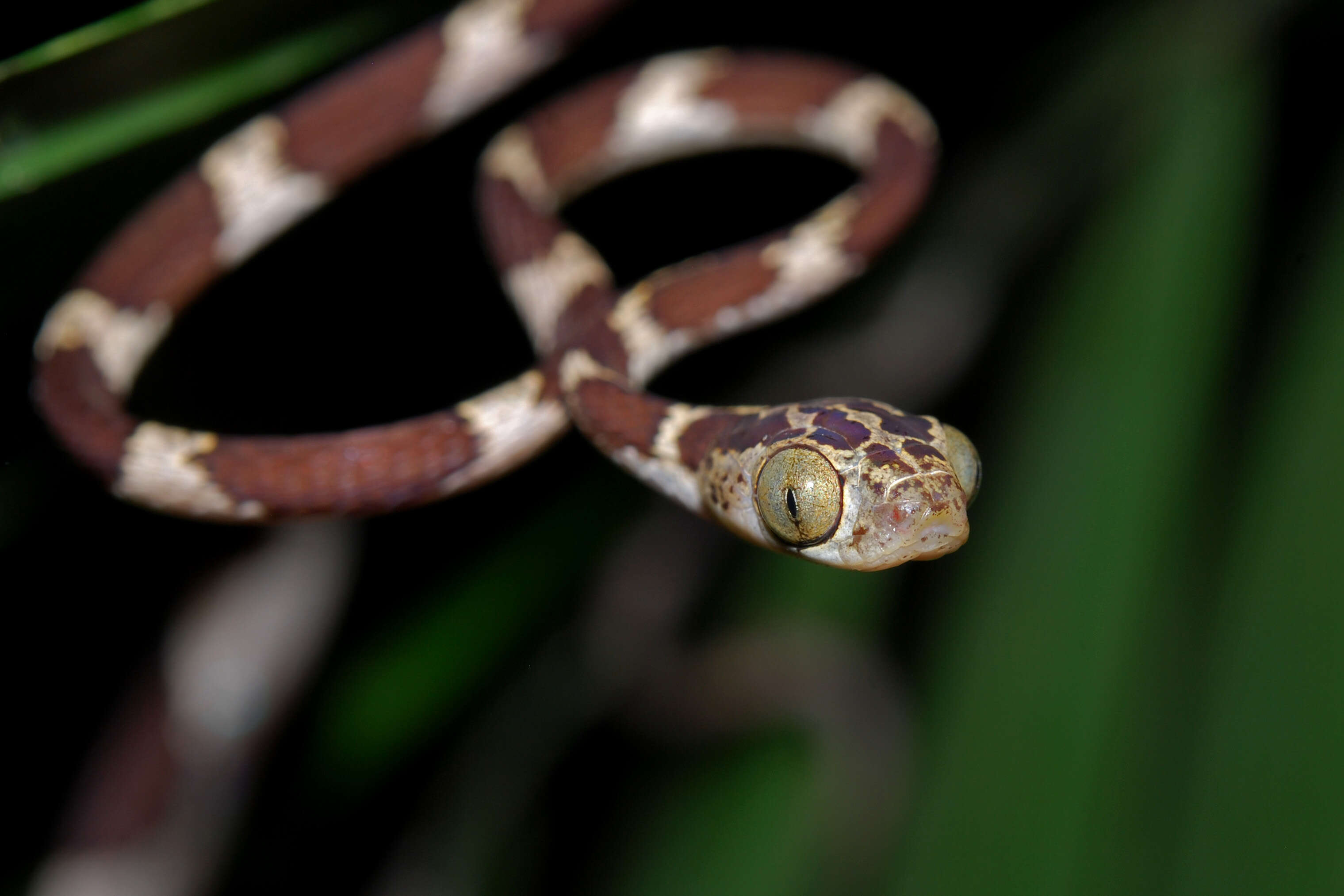 Image of Blunthead Tree Snake