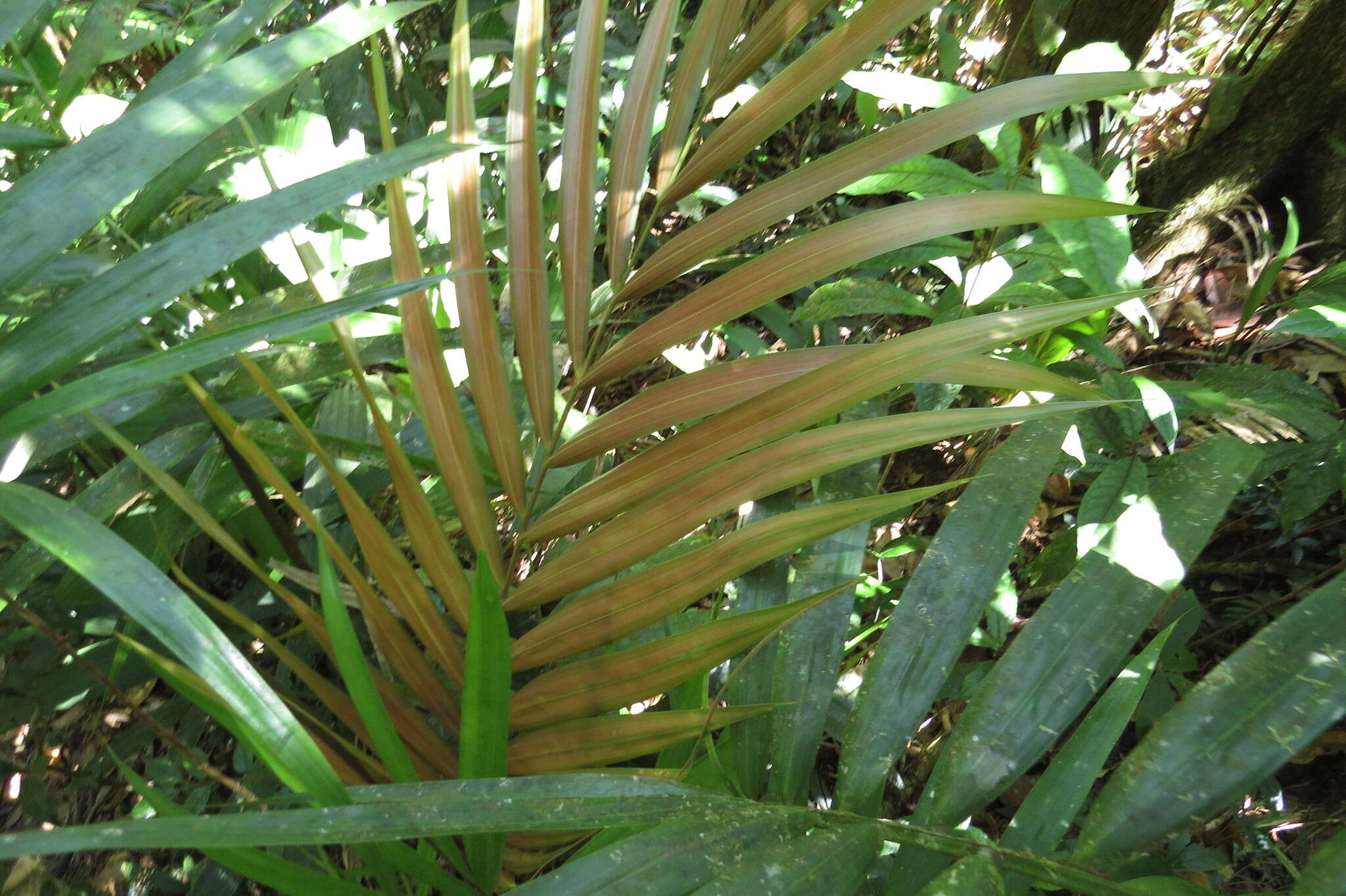 Слика од Laccospadix australasicus H. Wendl. & Drude