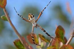 Image of Florida Argiope