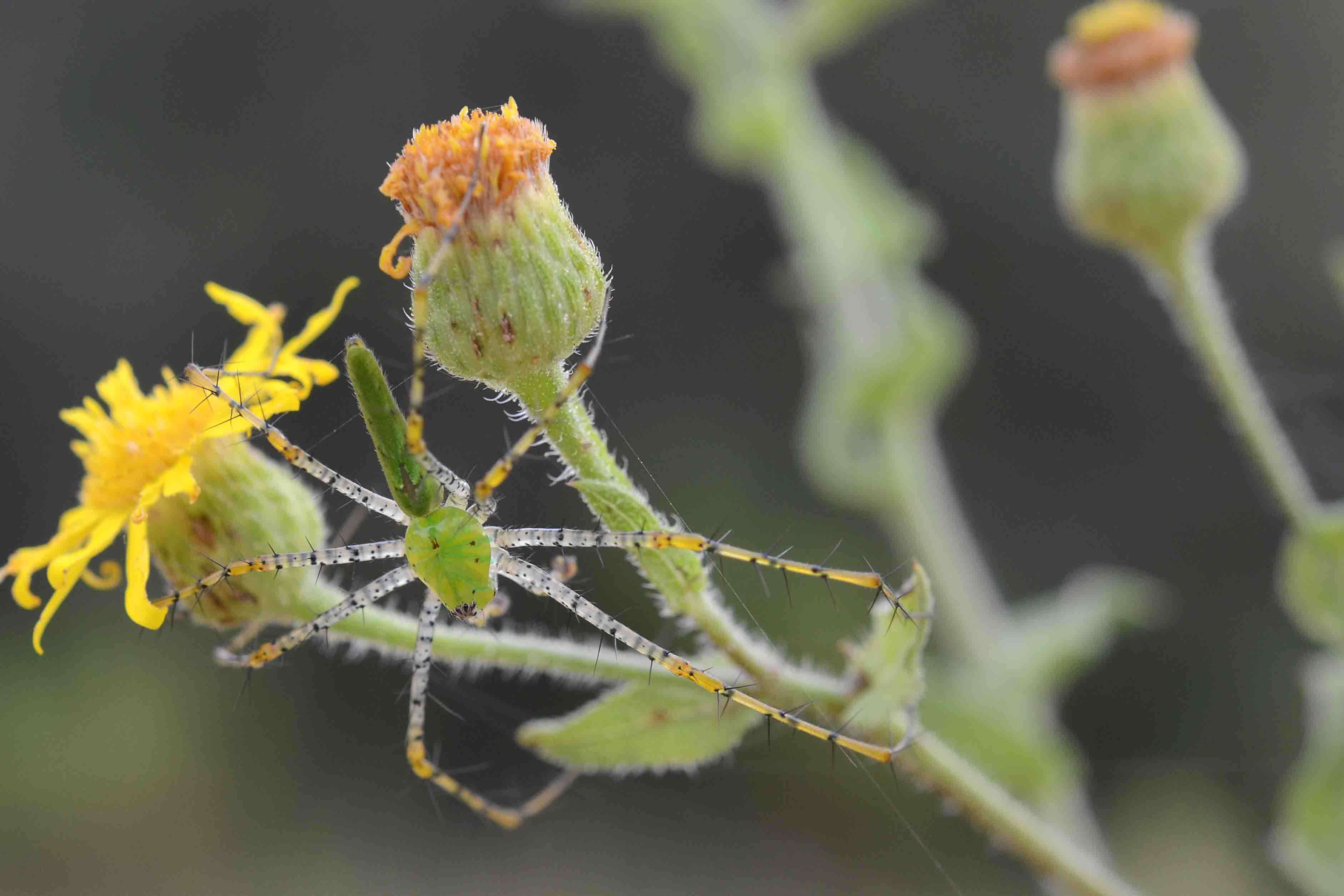 Image of Peucetia