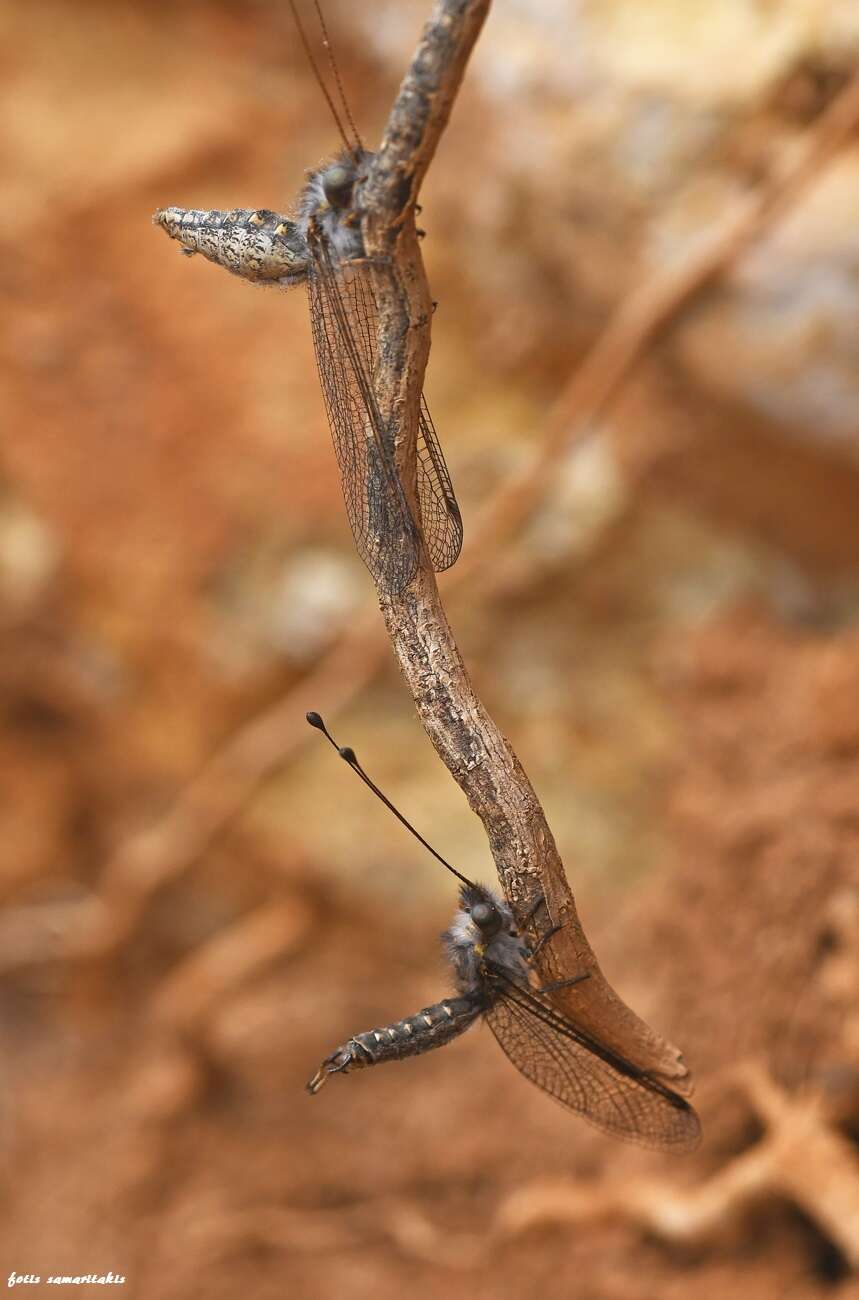 Sivun Bubopsis andromache U. Aspöck et al. 1979 kuva