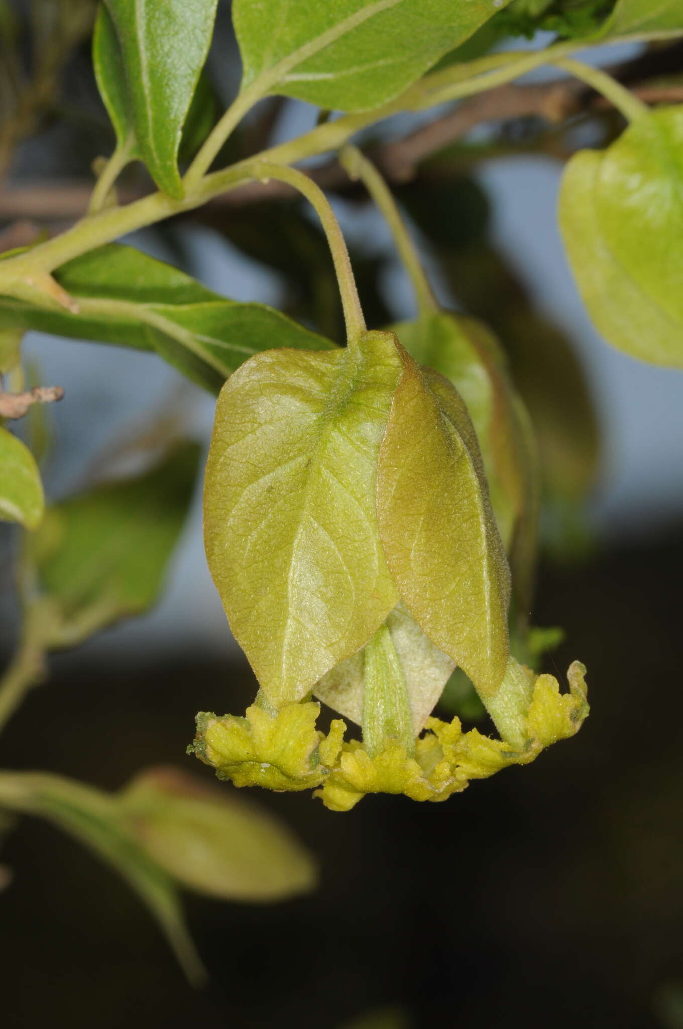 Bougainvillea stipitata Griseb. resmi