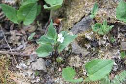 Image of Canadian white violet