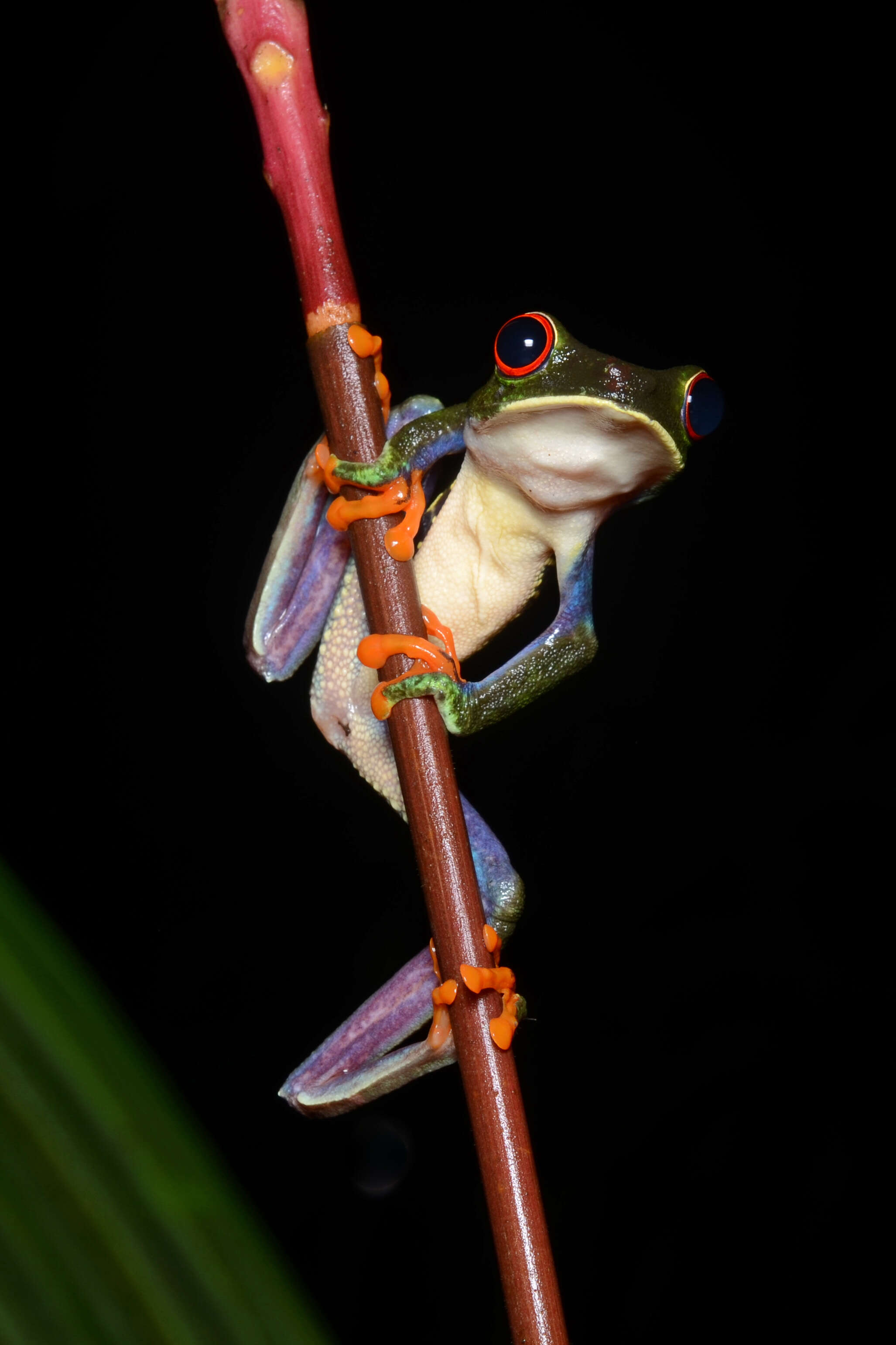 Imagem de Agalychnis callidryas (Cope 1862)