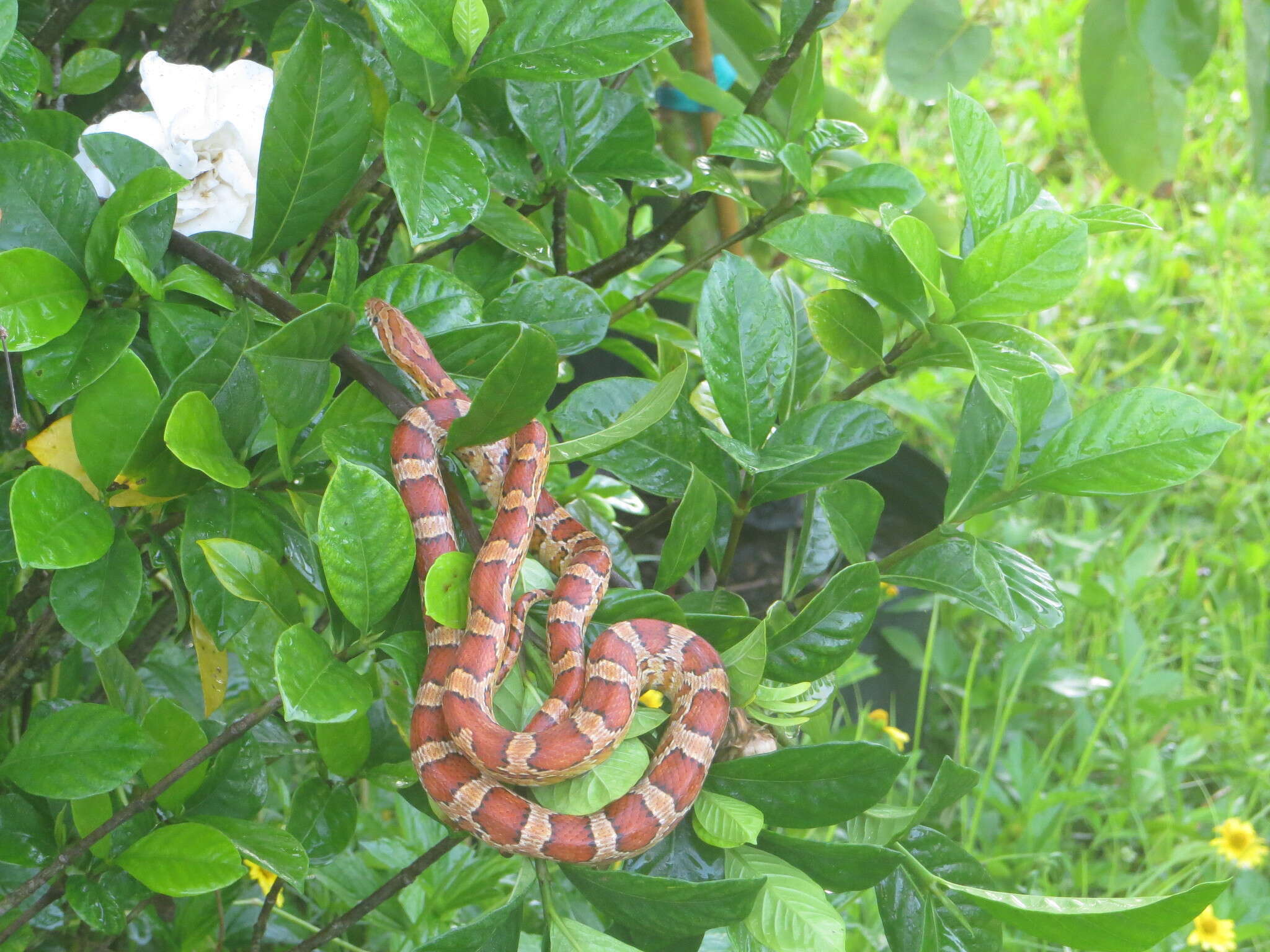 Image of Corn Snake