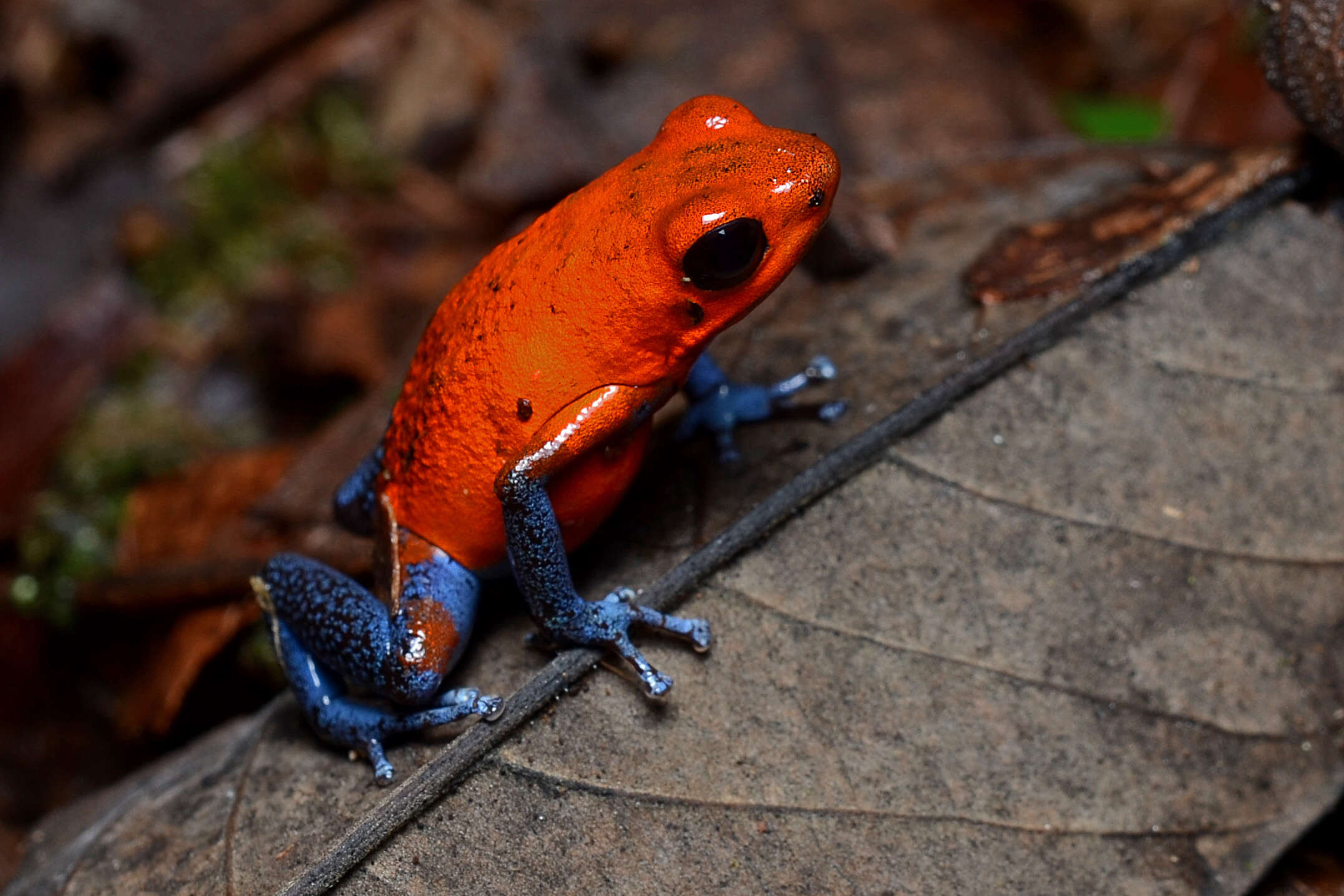 Image of Flaming Poison Frog