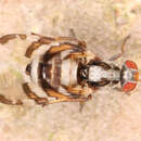 Image of Myennis octopunctata (Coquebert 1798)