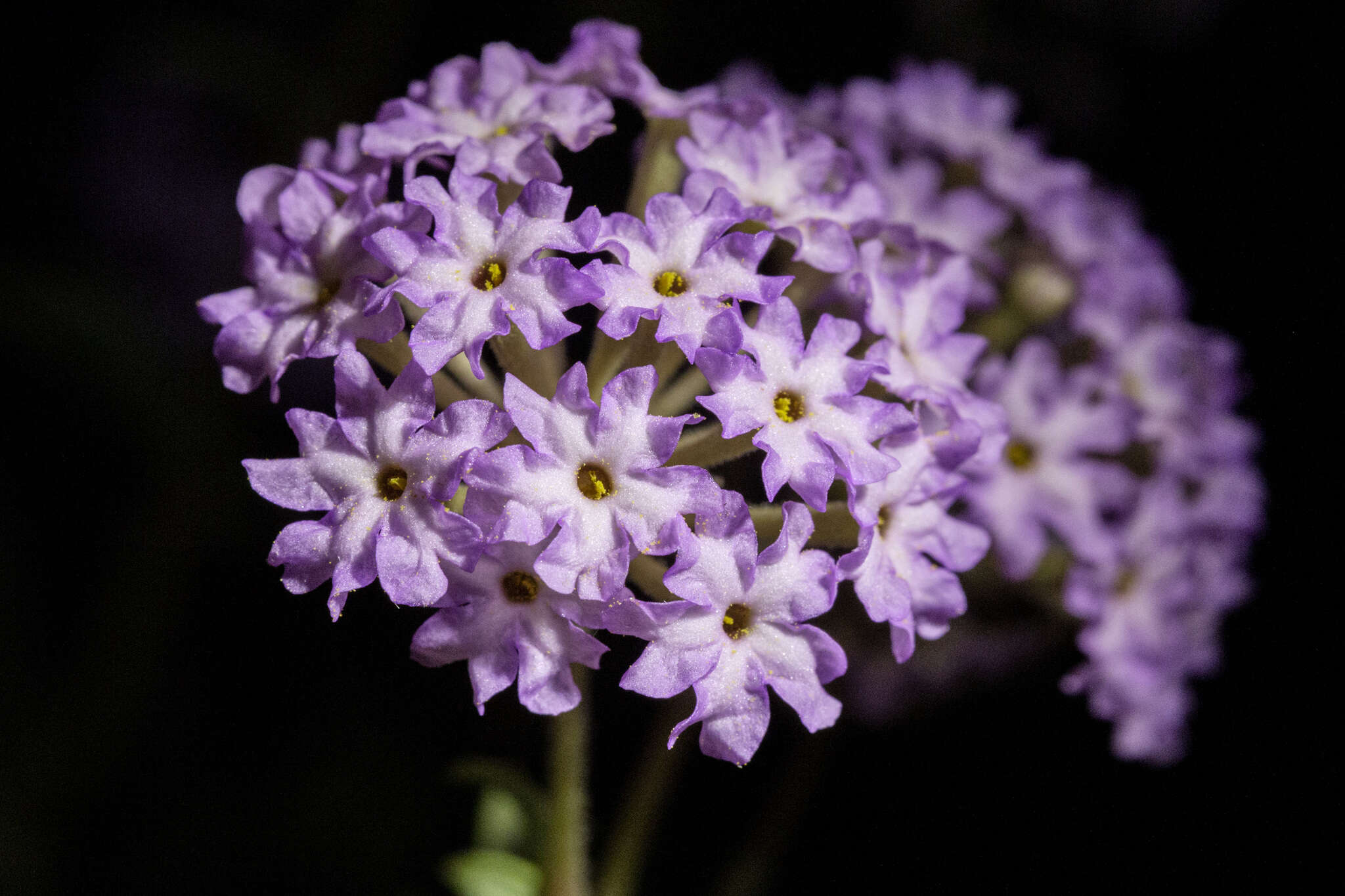 Image of Carleton's sand verbena