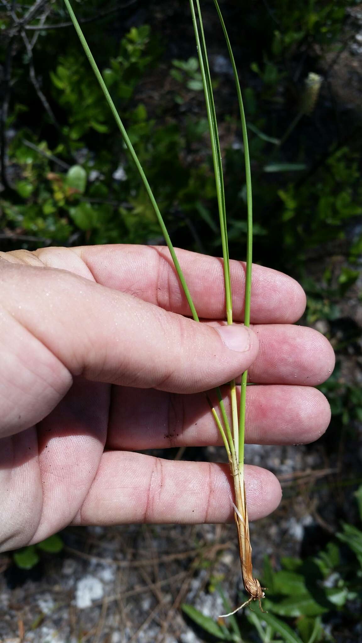 Image of Pine-Barren Beak Sedge