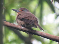 Image of Fulvous-chinned Nunlet