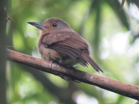 Image of Fulvous-chinned Nunlet