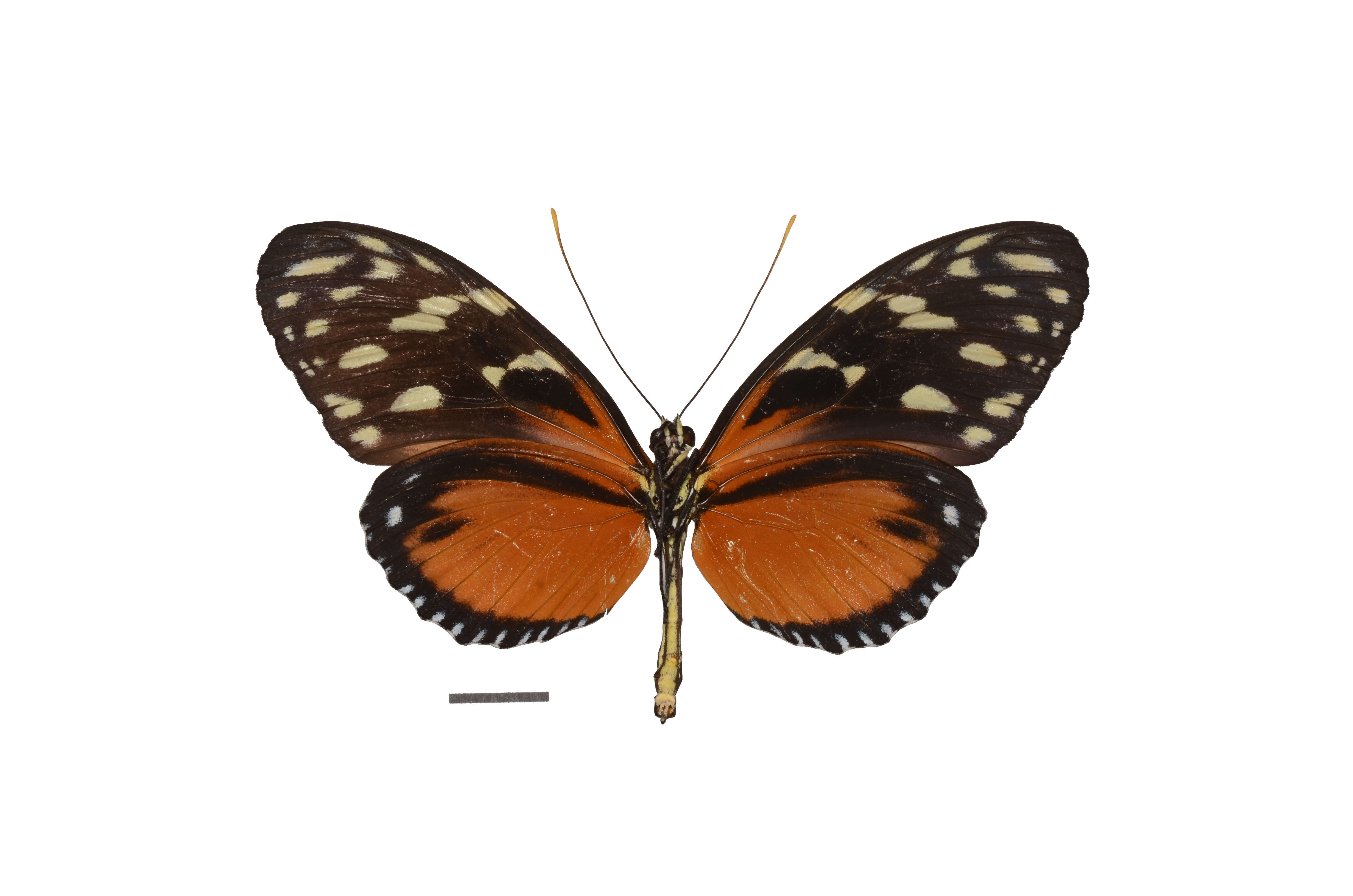 Image of Heliconius hecale Fabricius 1775