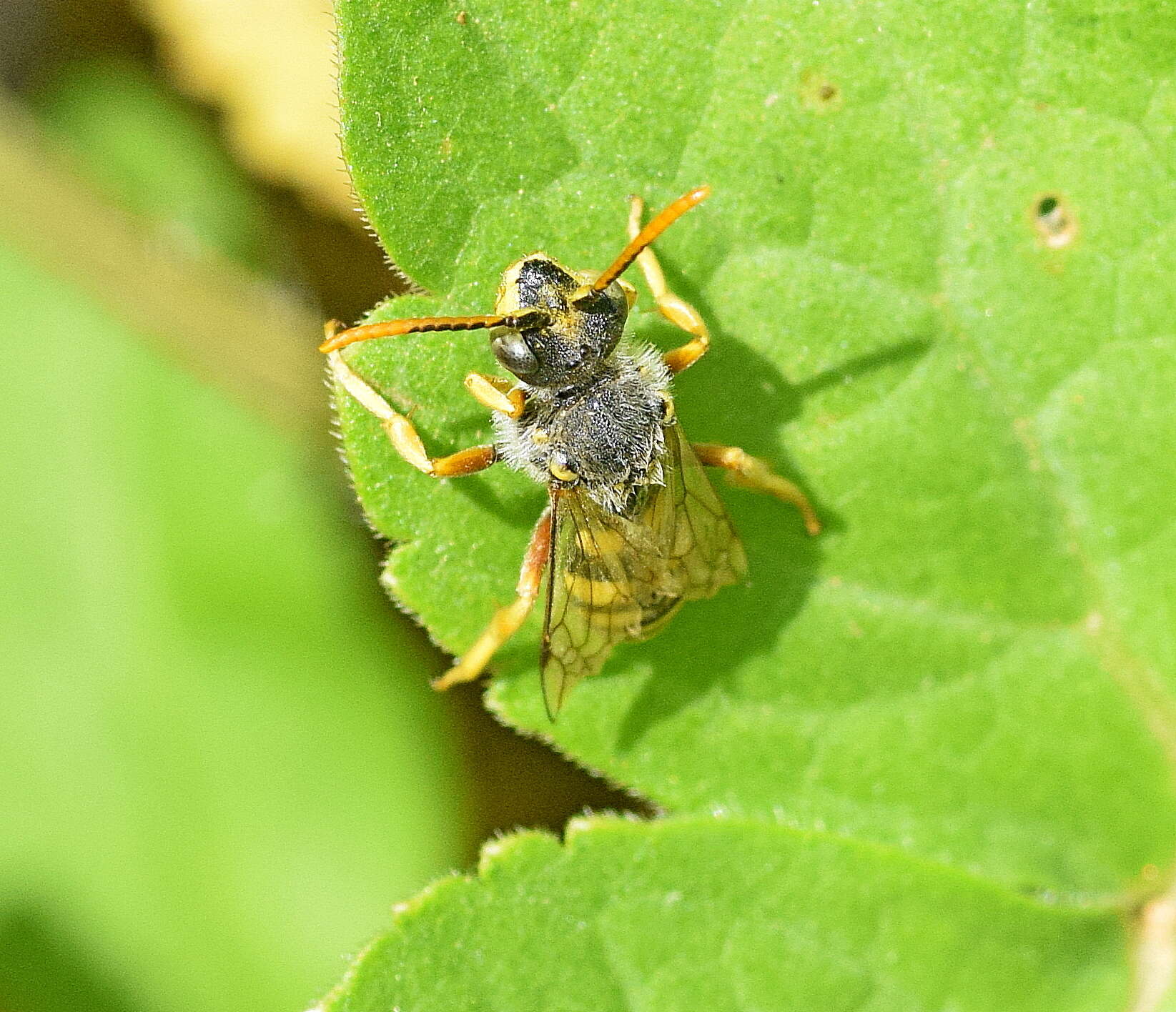 Image of Nomada sexfasciata Panzer 1799