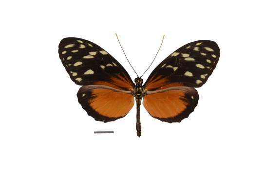 Image of Heliconius hecale Fabricius 1775