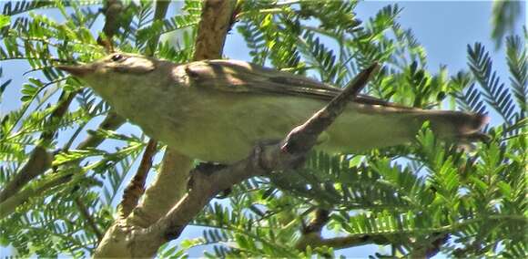 Image of Phylloscopus trochilus trochilus (Linnaeus 1758)