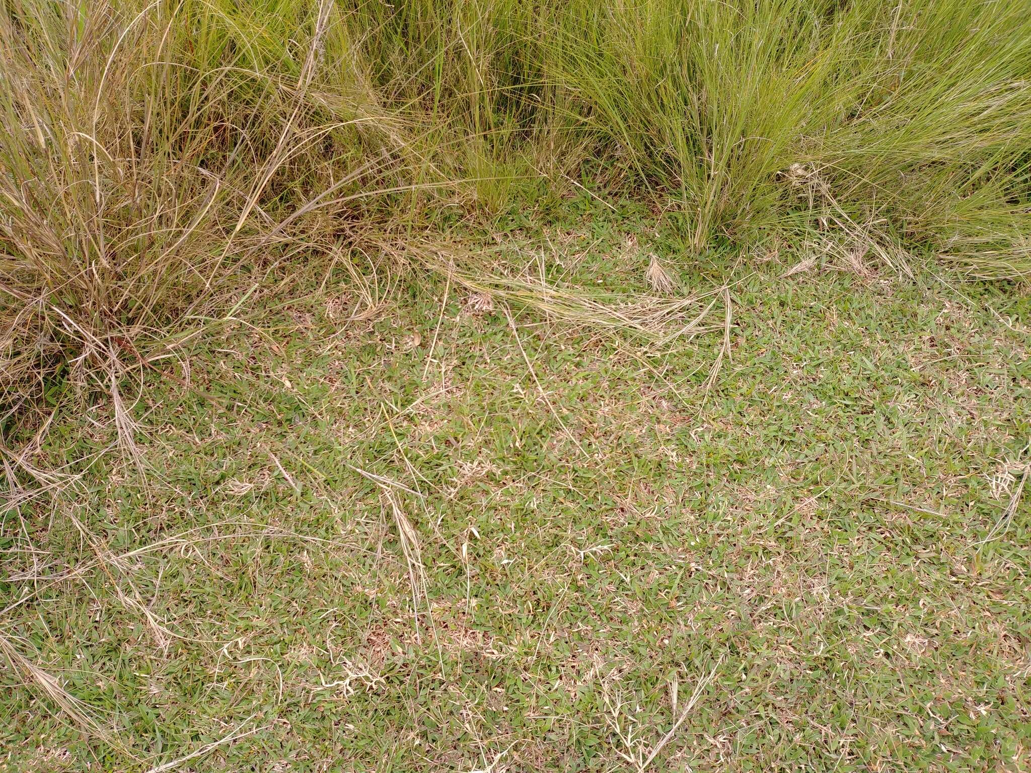 Image of Brachiaria umbellata (Trin.) Clayton