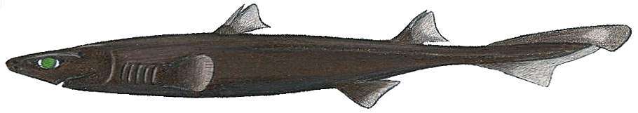 Image of Blurred Lanternshark