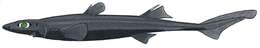 Image of Lined Lanternshark