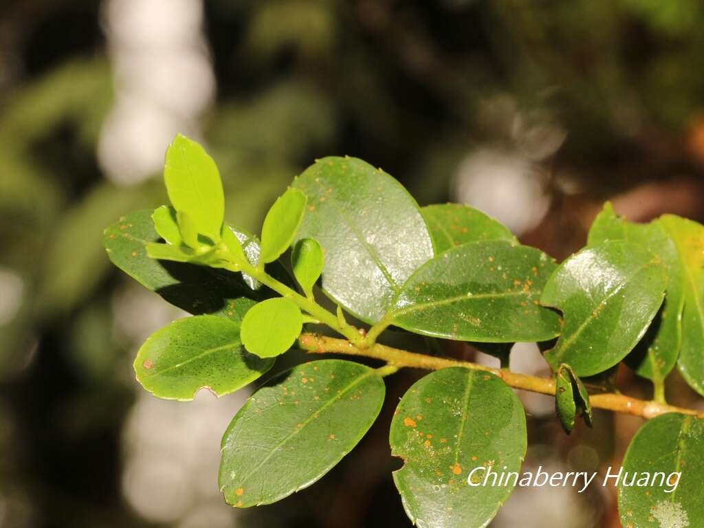 صورة Ilex sugerokii var. brevipedunculata (Maxim.) S. Y. Hu