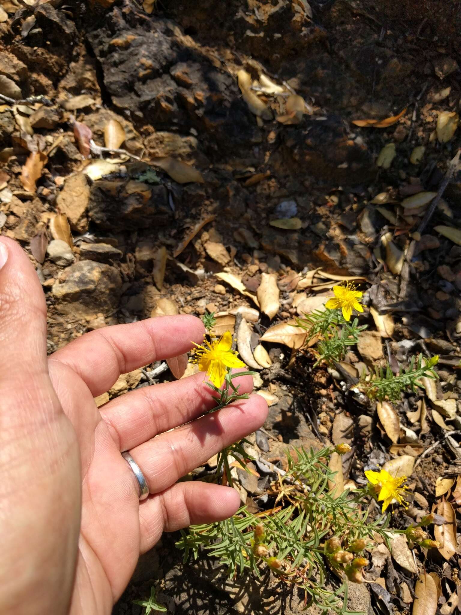 Plancia ëd Hypericum concinnum Benth.