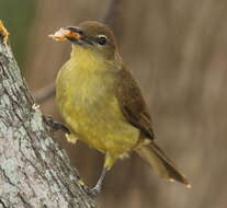 Image of Chlorocichla flaviventris flaviventris (Smith & A 1834)